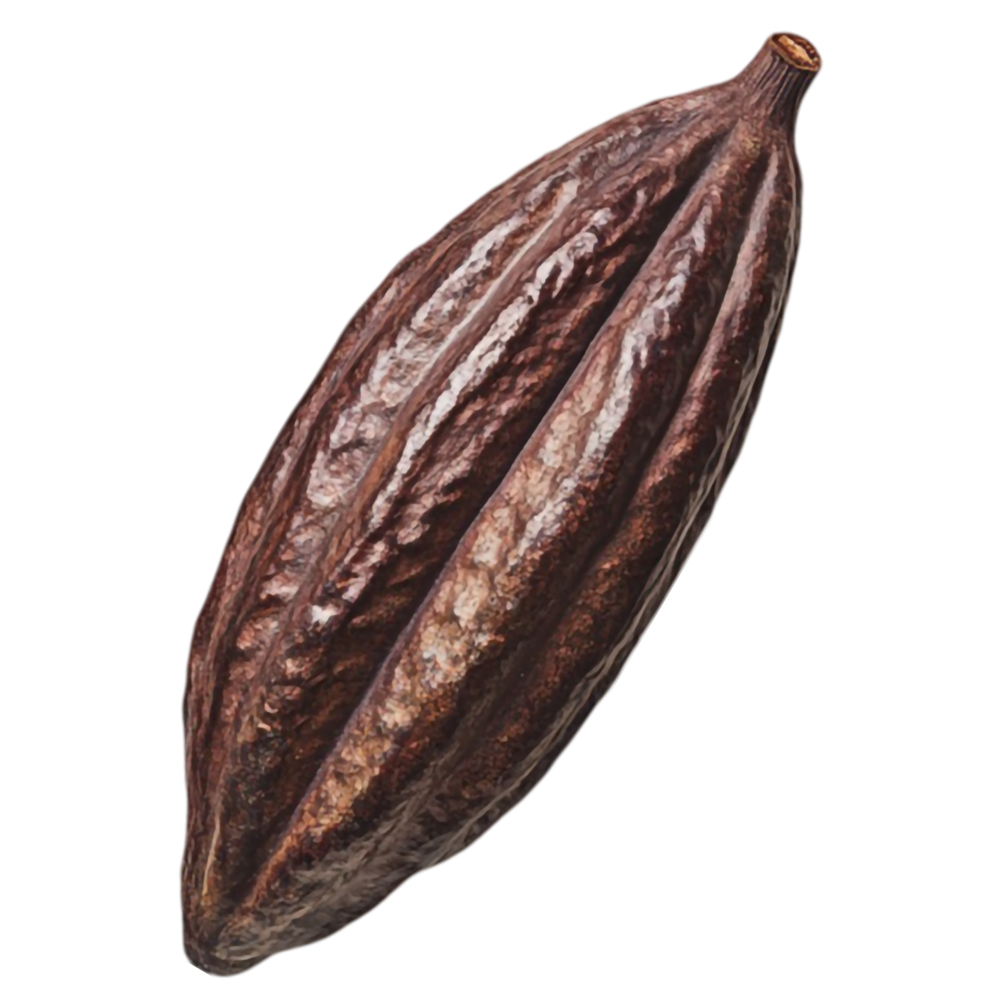 cacao2