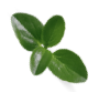 stevia2