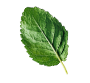 stevia3